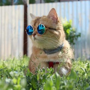 Meet your Posher, Dylan